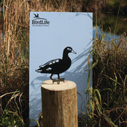 Canard de Laysan