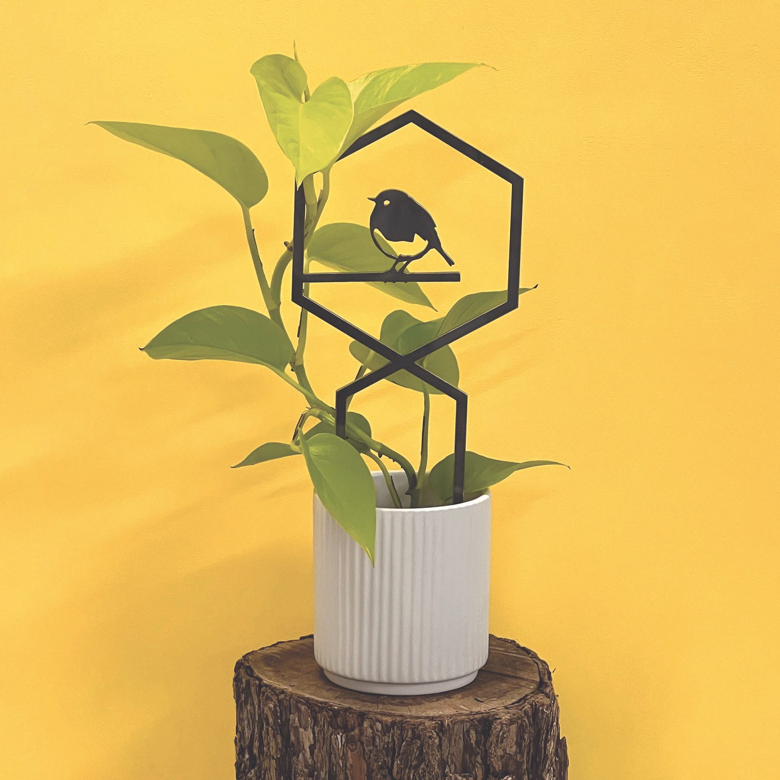 Treillis pour plantes Rouge-Gorge