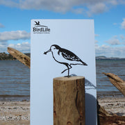 Bécasseau Spatule