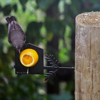 La Mangeoire À Oiseaux