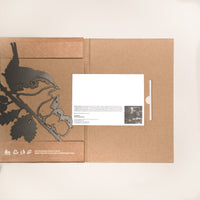 Le Troglodyte Mignon Et Ses Oisillons