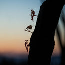 Le lot d’oisillons - L’hirondelle, le pivert et le rouge-gorge