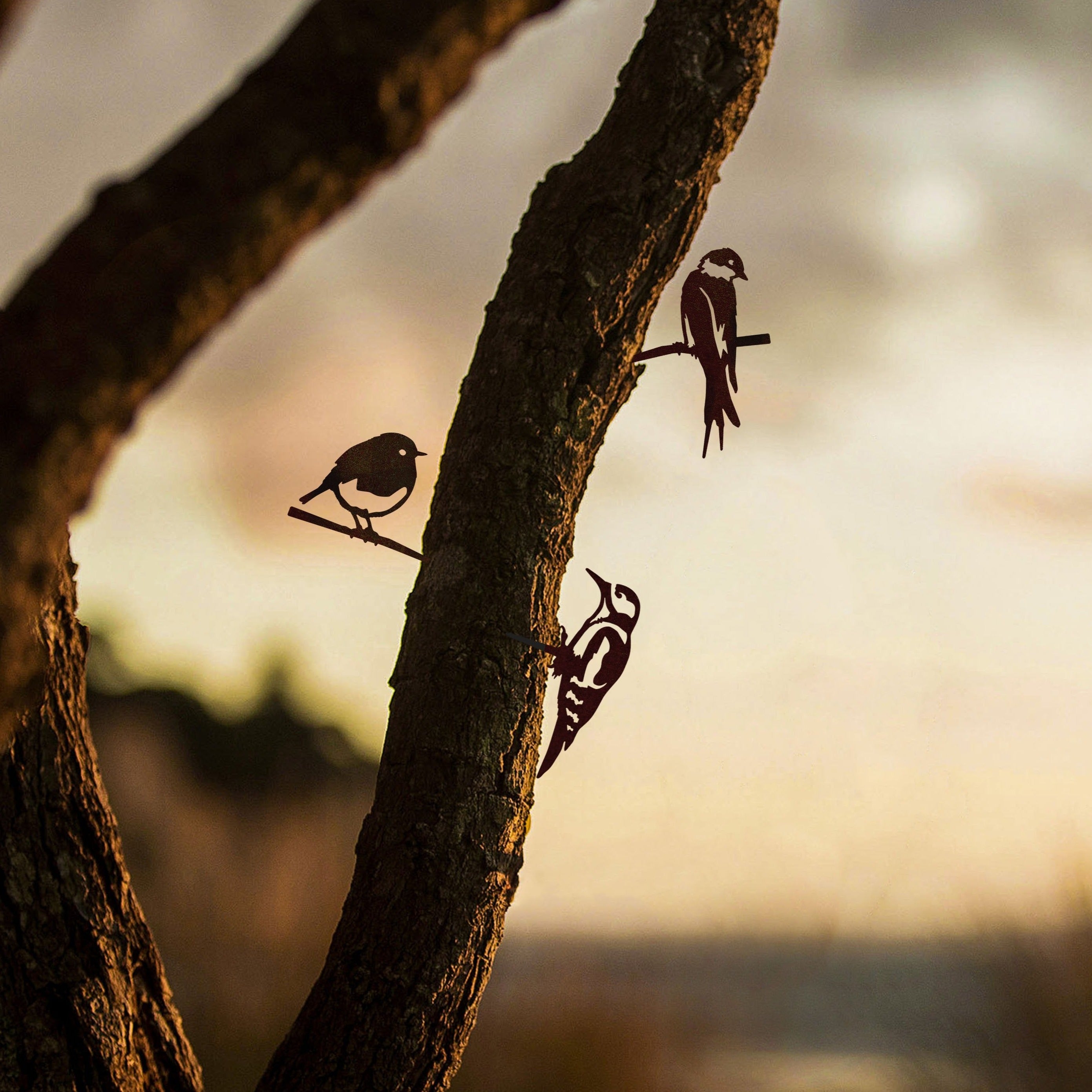 Le lot d’oisillons - L’hirondelle, le pivert et le rouge-gorge