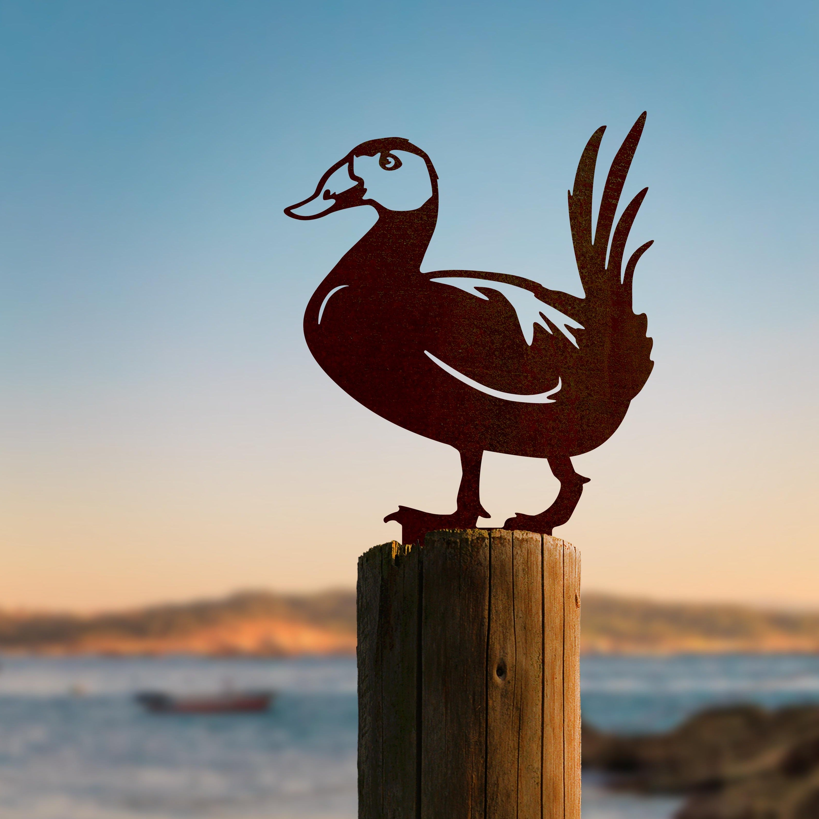 L'Erismature A Tete Blanche